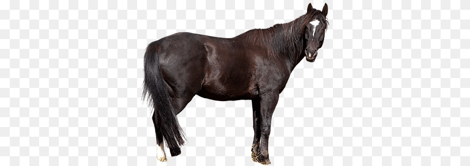 Horse Animal, Mammal, Stallion, Colt Horse Png