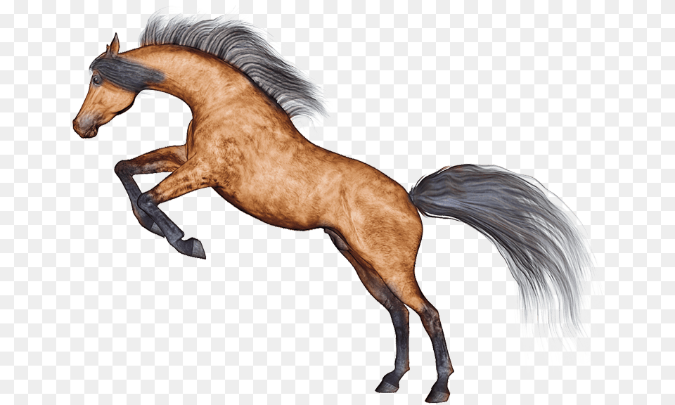Horse, Animal, Colt Horse, Mammal, Stallion Png