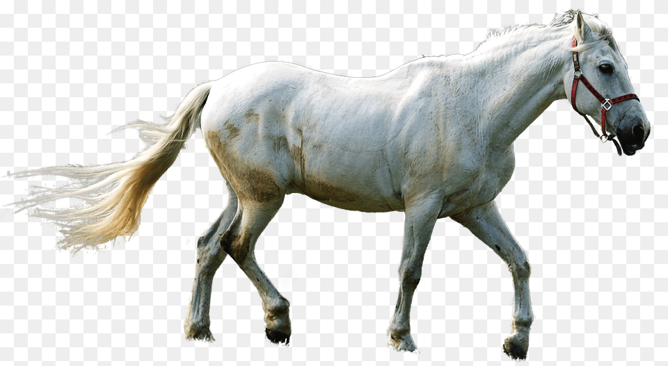 Horse Animal, Mammal, Stallion, Andalusian Horse Free Transparent Png