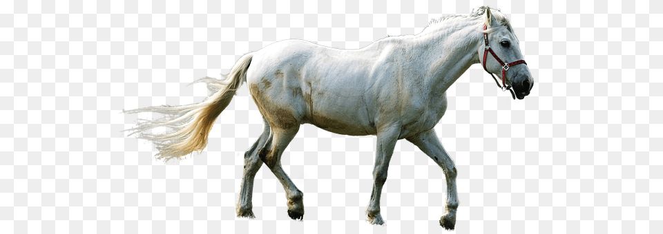 Horse Animal, Mammal, Stallion, Andalusian Horse Png Image