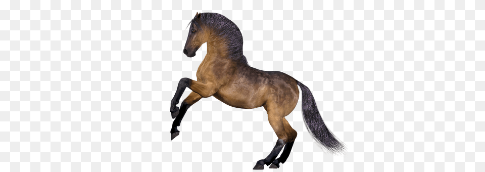 Horse Animal, Mammal, Colt Horse, Stallion Png