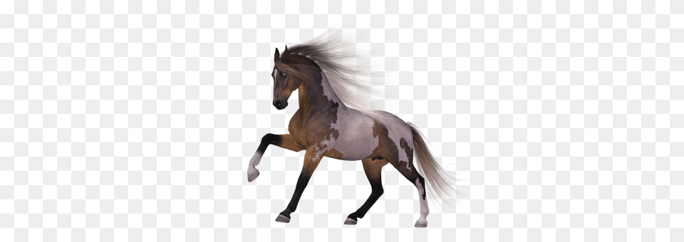 Horse Animal, Mammal, Colt Horse, Stallion Free Png