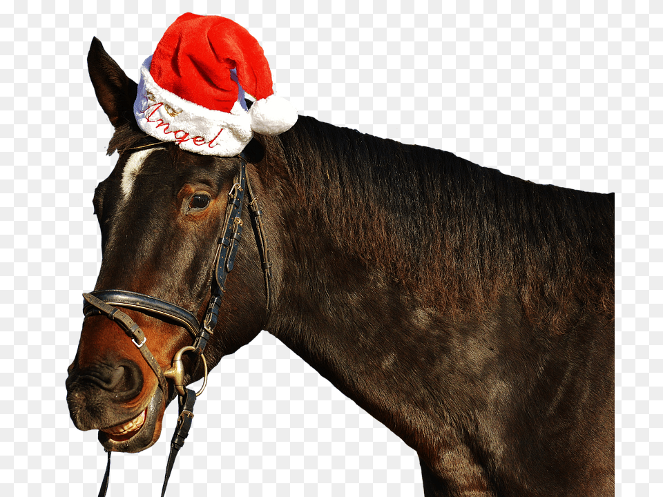 Horse Animal, Mammal, Clothing, Hat Free Transparent Png