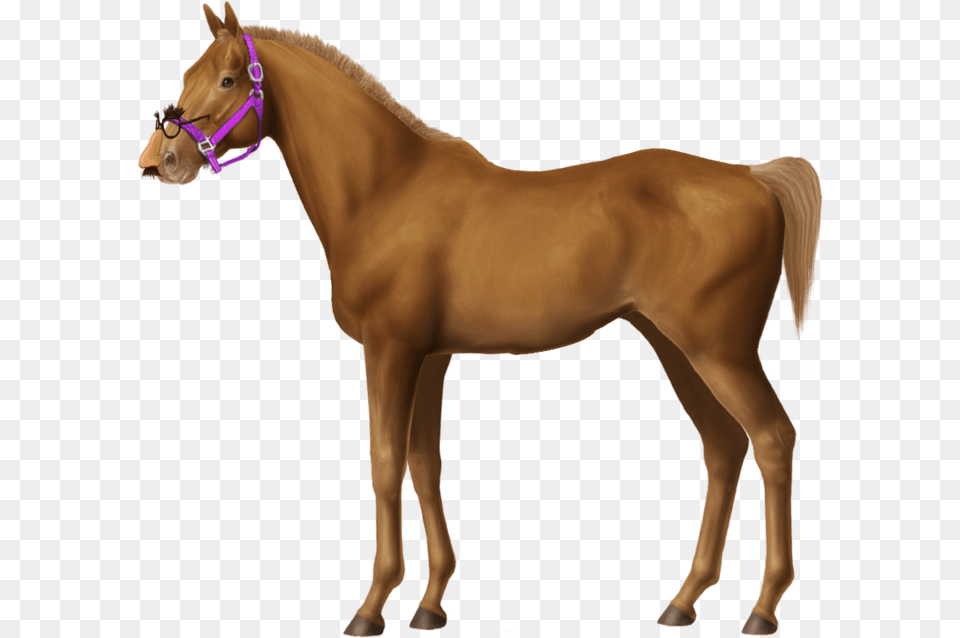 Horse, Animal, Mammal, Colt Horse Free Png
