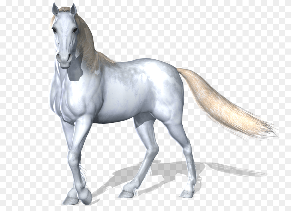 Horse, Animal, Mammal, Stallion, Andalusian Horse Free Png Download