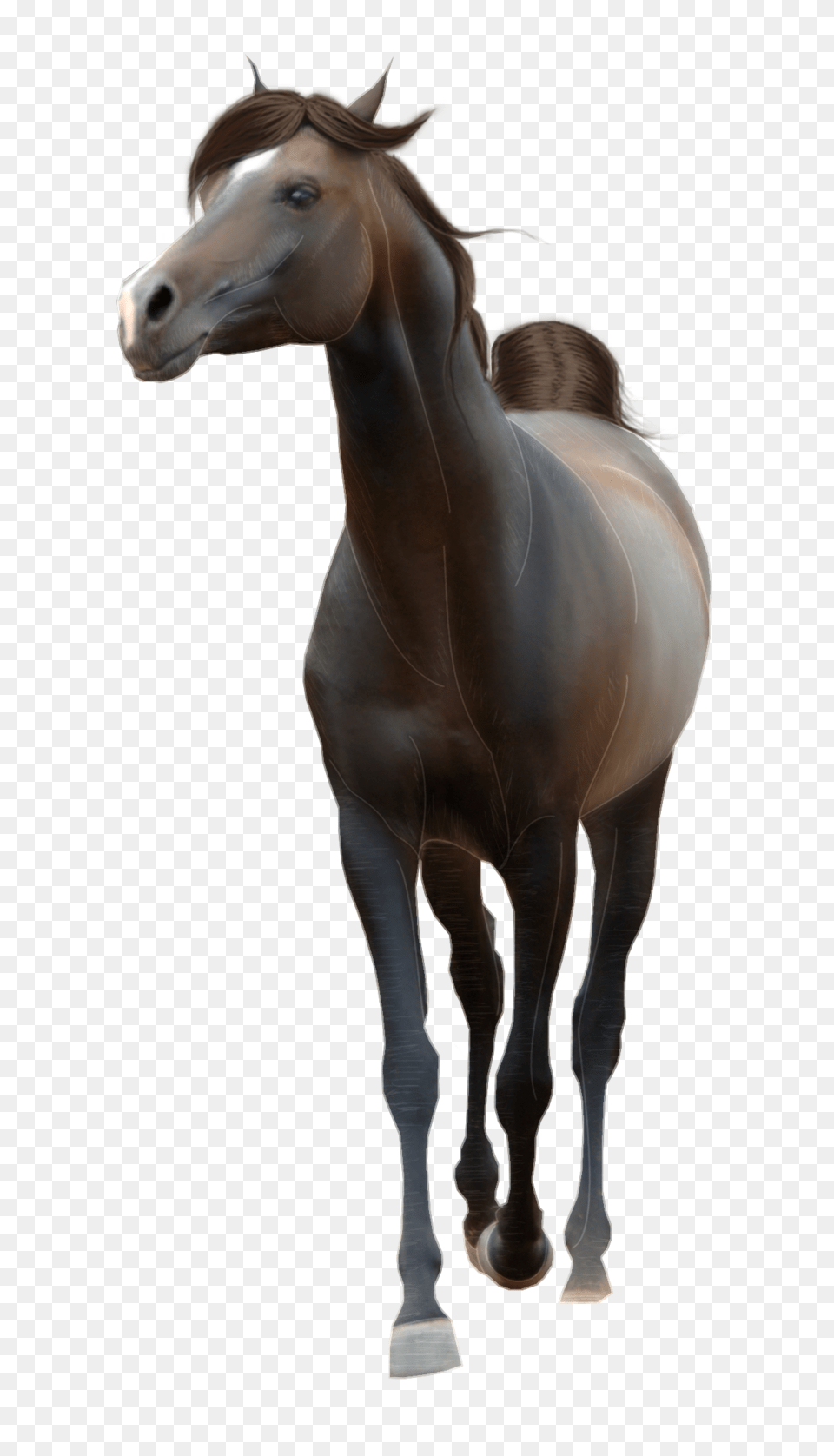 Horse, Animal, Colt Horse, Mammal, Stallion Free Png Download