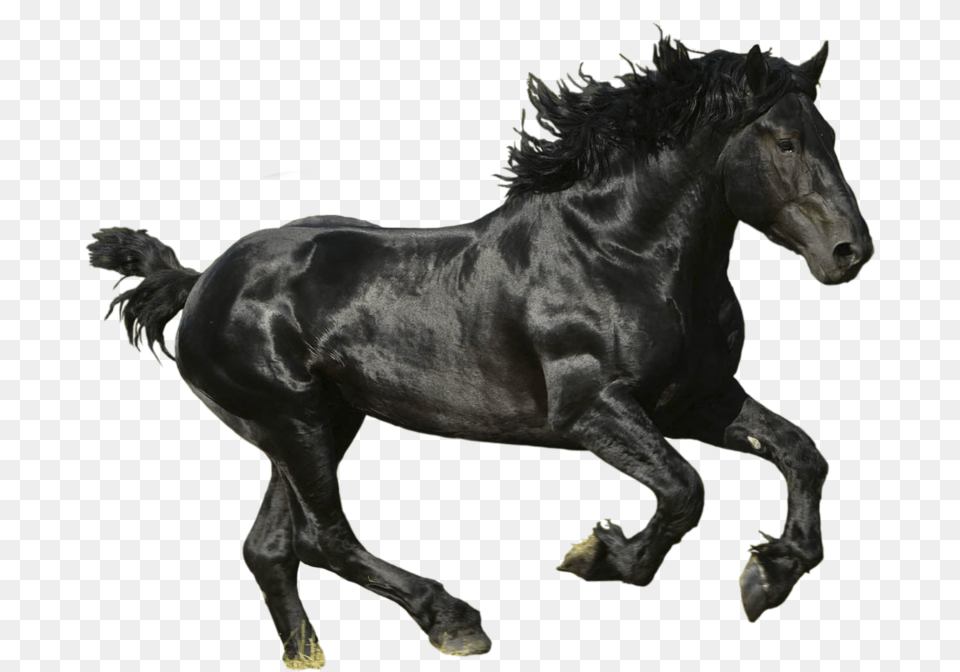 Horse, Animal, Mammal, Stallion, Andalusian Horse Free Transparent Png