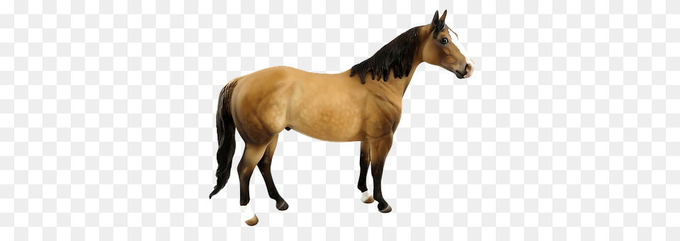 Horse Animal, Colt Horse, Mammal, Stallion Png