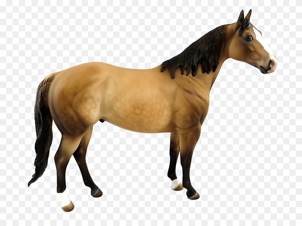 Horse Animal, Colt Horse, Mammal, Stallion Free Png