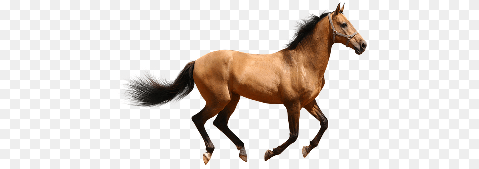 Horse Animal, Colt Horse, Mammal Png