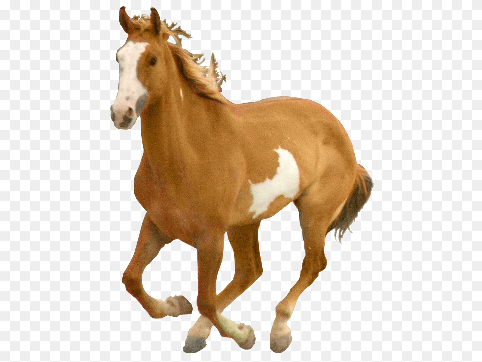 Horse, Animal, Colt Horse, Mammal Png