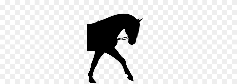 Horse Gray Png Image