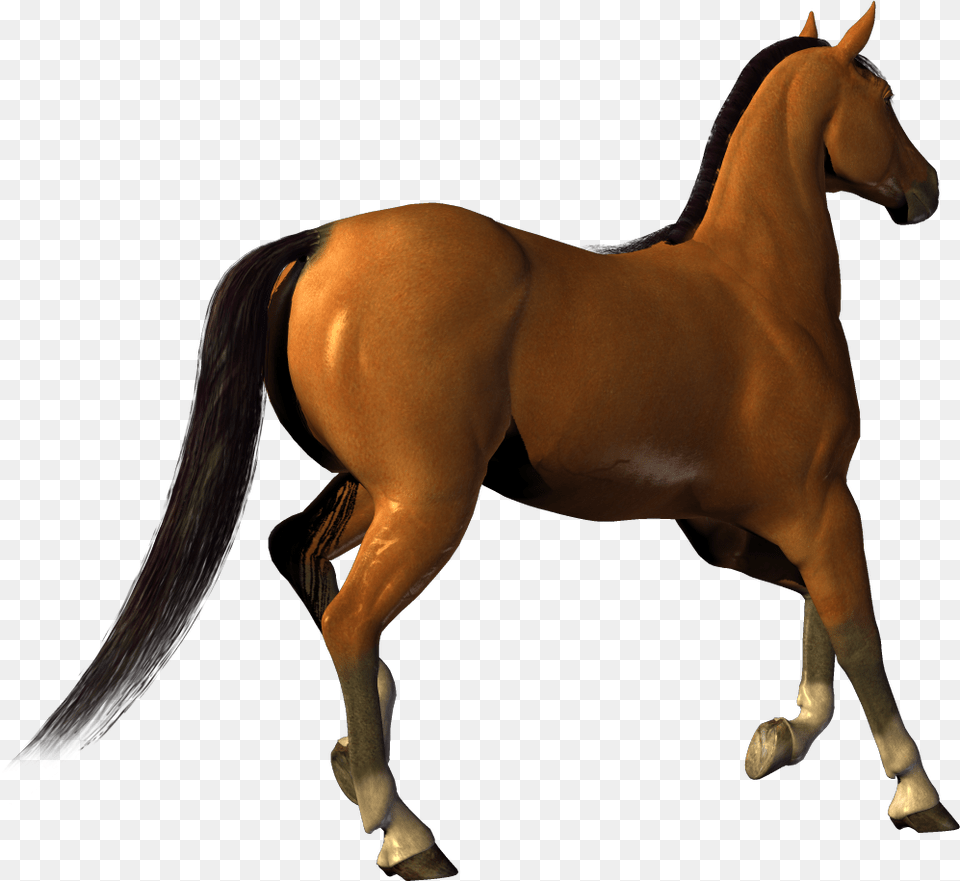 Horse, Animal, Colt Horse, Mammal Free Png Download