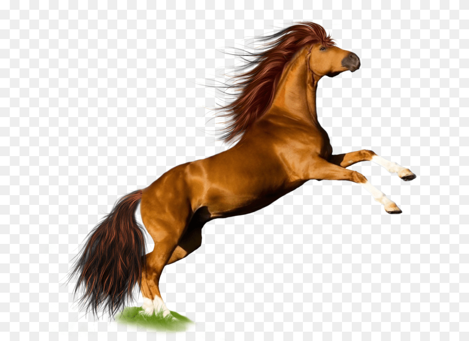 Horse, Animal, Colt Horse, Mammal, Stallion Free Png