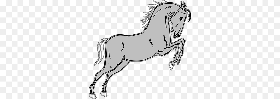 Horse Adult, Person, Female, Woman Png