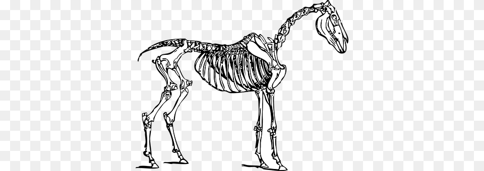 Horse Animal, Dinosaur, Reptile, Art Free Transparent Png