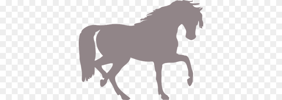 Horse Silhouette, Animal, Mammal, Colt Horse Png
