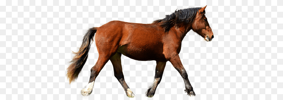Horse Animal, Colt Horse, Mammal Free Transparent Png