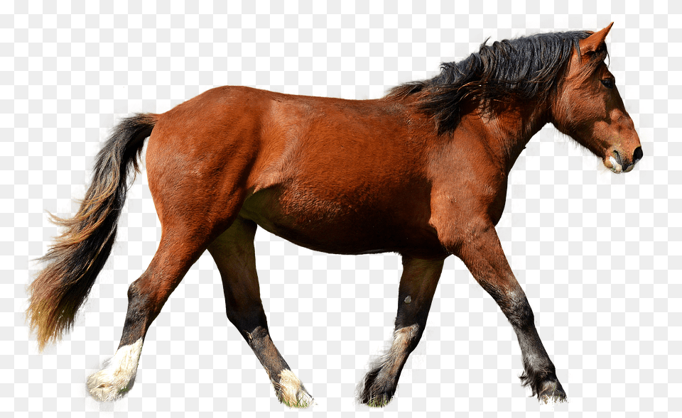 Horse Animal, Colt Horse, Mammal Png Image