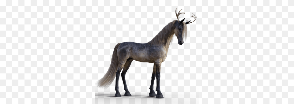 Horse Andalusian Horse, Animal, Mammal, Stallion Png Image
