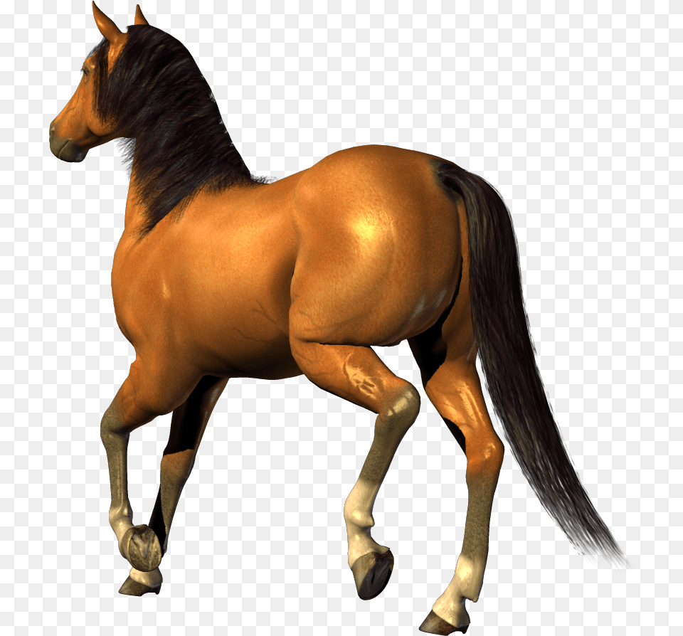 Horse, Animal, Colt Horse, Mammal Free Transparent Png