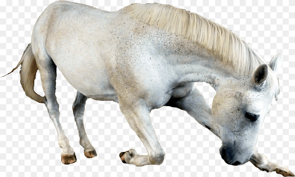 Horse, Animal, Mammal, Andalusian Horse, Stallion Free Transparent Png