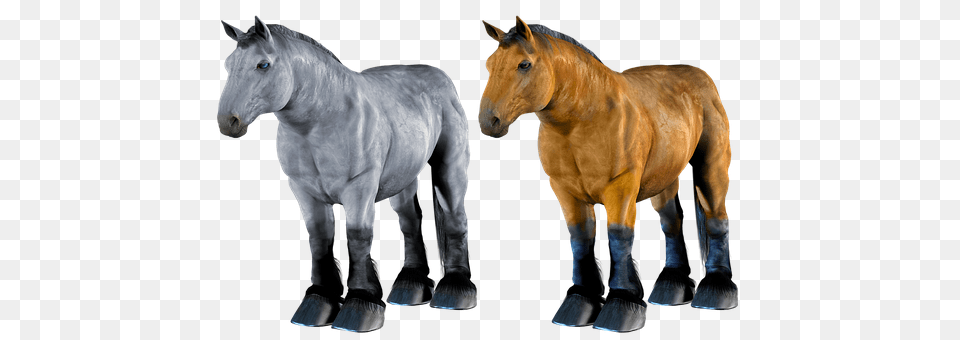 Horse Animal, Colt Horse, Mammal Png Image