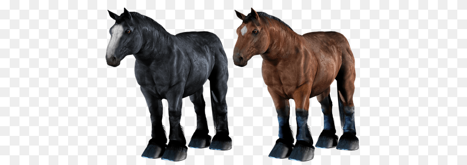 Horse Animal, Colt Horse, Mammal Free Transparent Png