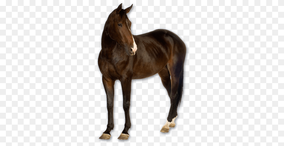 Horse, Animal, Colt Horse, Mammal, Stallion Png Image