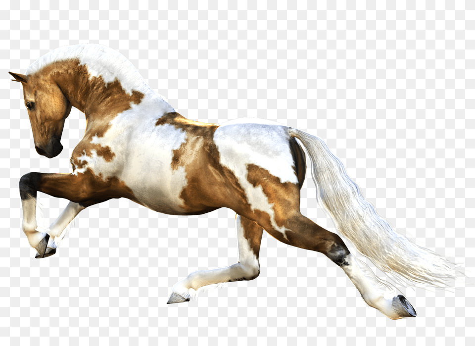 Horse, Animal, Mammal, Stallion, Colt Horse Png Image