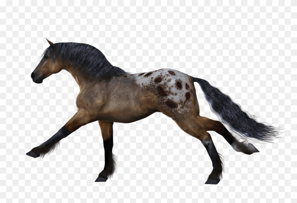 Horse, Animal, Colt Horse, Mammal, Stallion Png