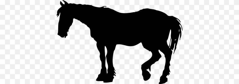 Horse Gray Free Png