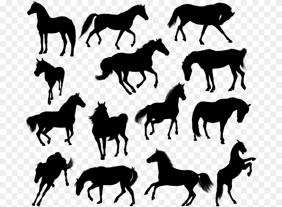 Horse, Gray Free Png Download
