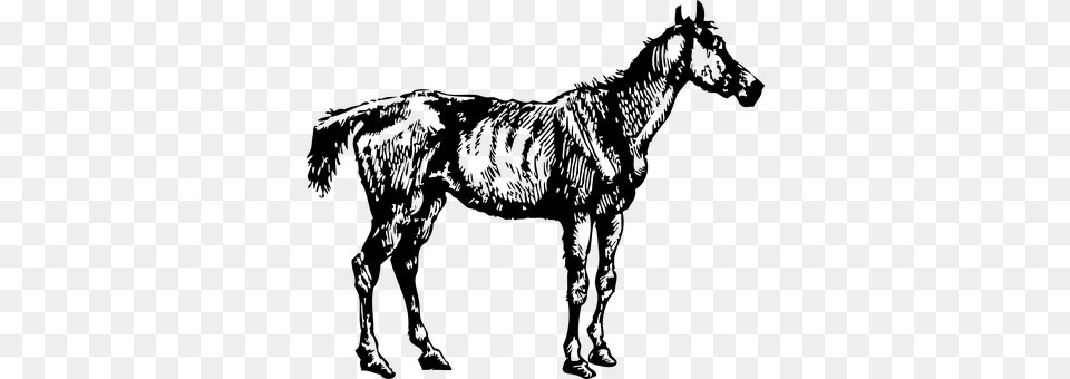 Horse Gray Png