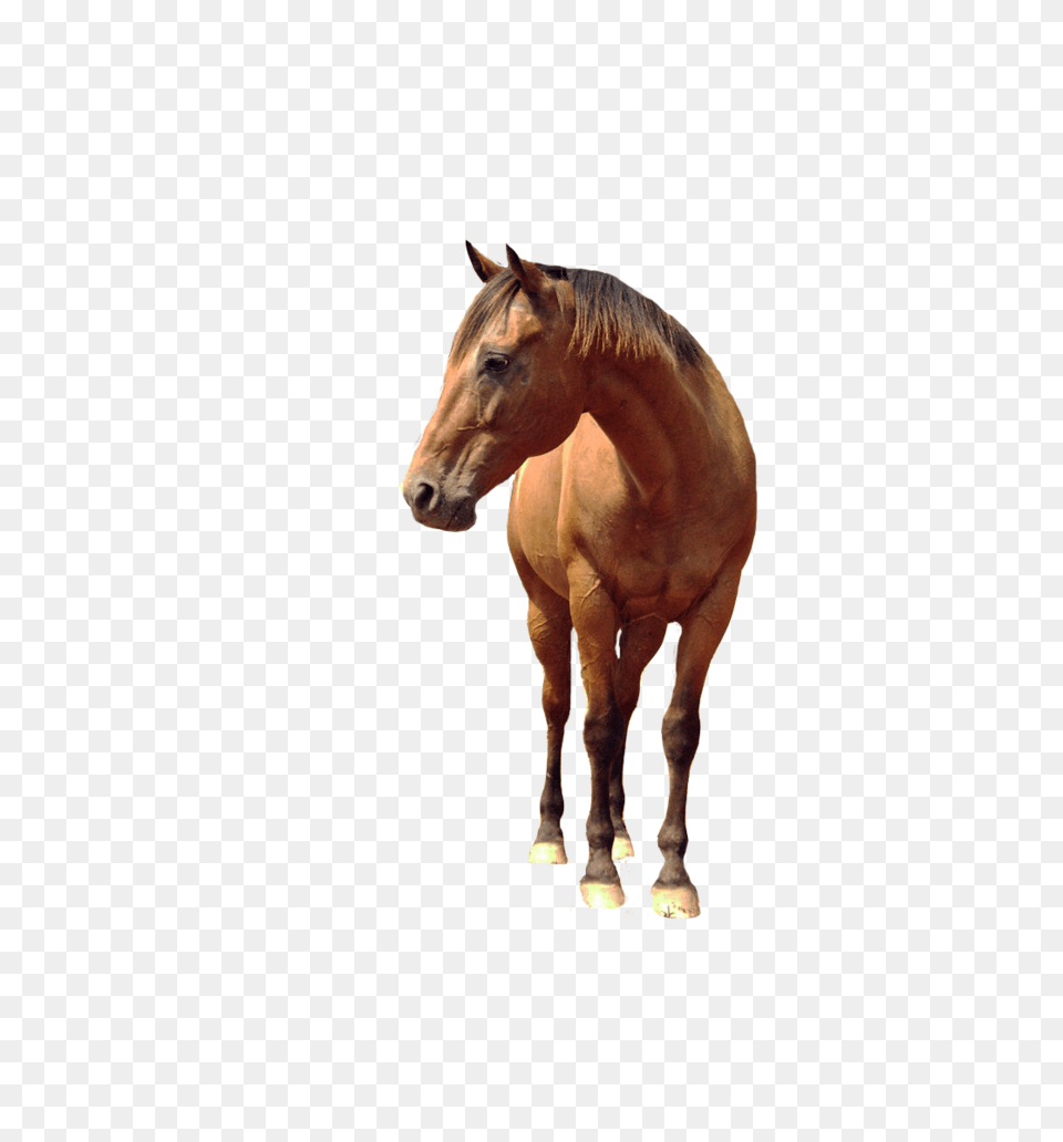 Horse, Animal, Colt Horse, Mammal Free Transparent Png