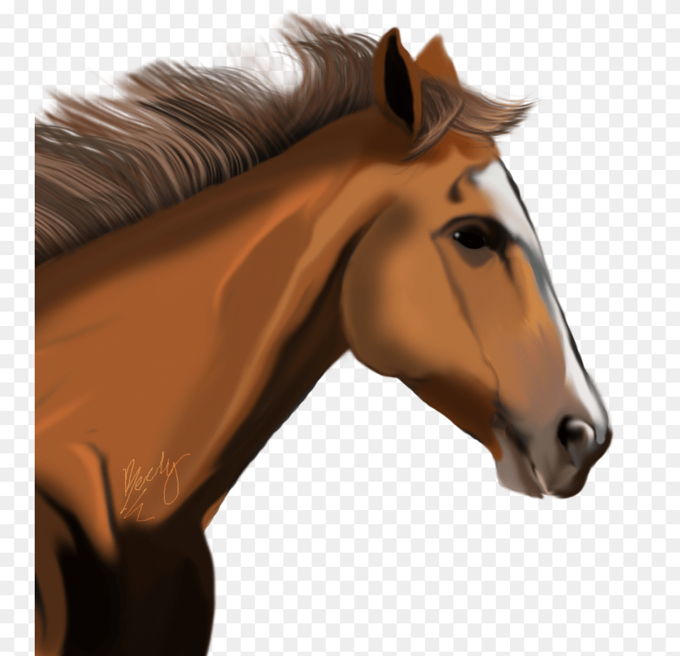 Horse, Animal, Colt Horse, Mammal, Face Png Image