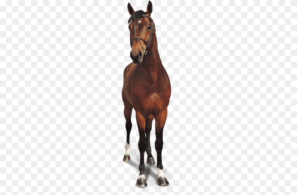 Horse, Animal, Colt Horse, Mammal, Stallion Png