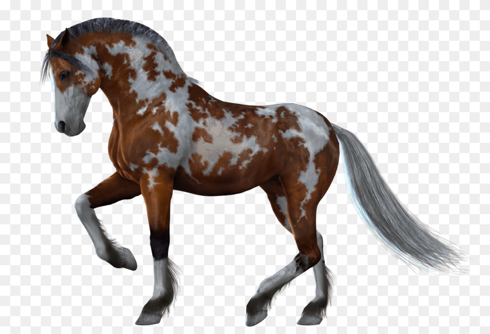 Horse, Animal, Mammal, Stallion, Colt Horse Png Image