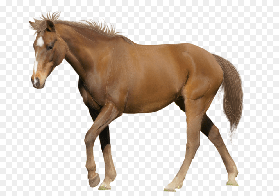 Horse, Animal, Colt Horse, Mammal Free Png Download