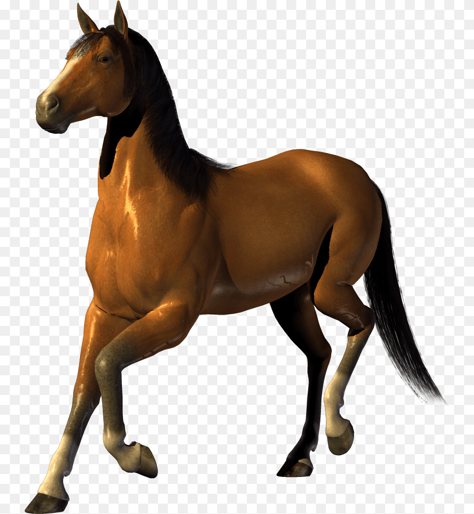 Horse, Animal, Colt Horse, Mammal Free Png Download