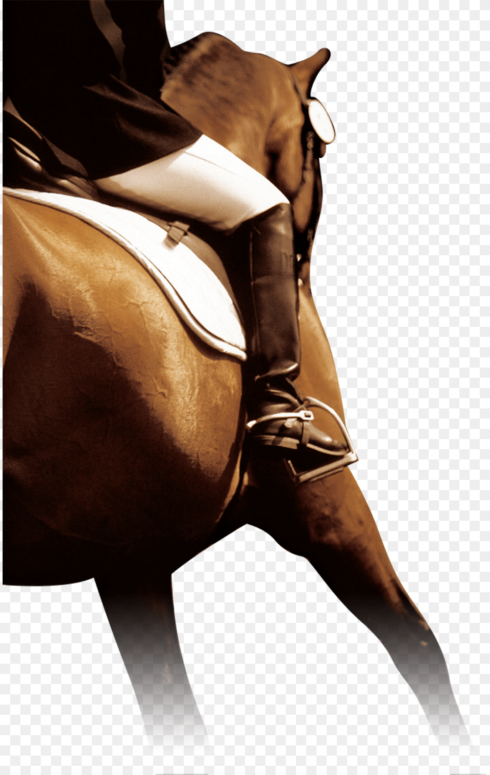 Horse, Animal, Equestrian, Mammal, Person Png Image