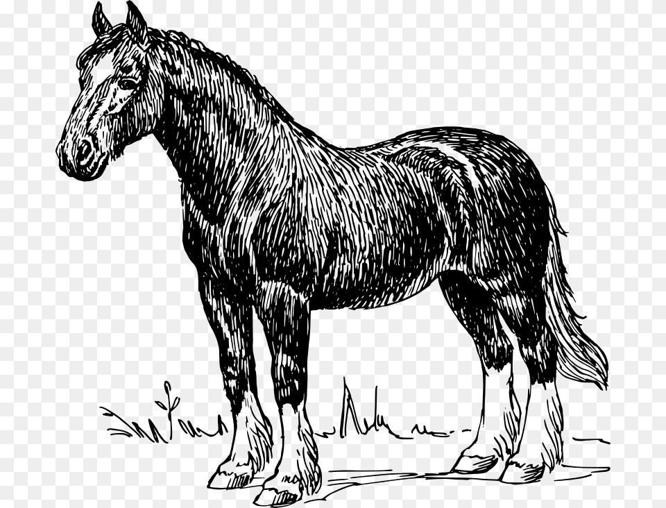 Horse, Gray Png Image