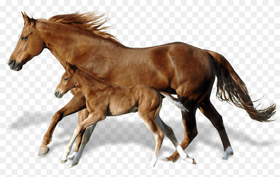 Horse, Animal, Colt Horse, Mammal, Foal Free Png