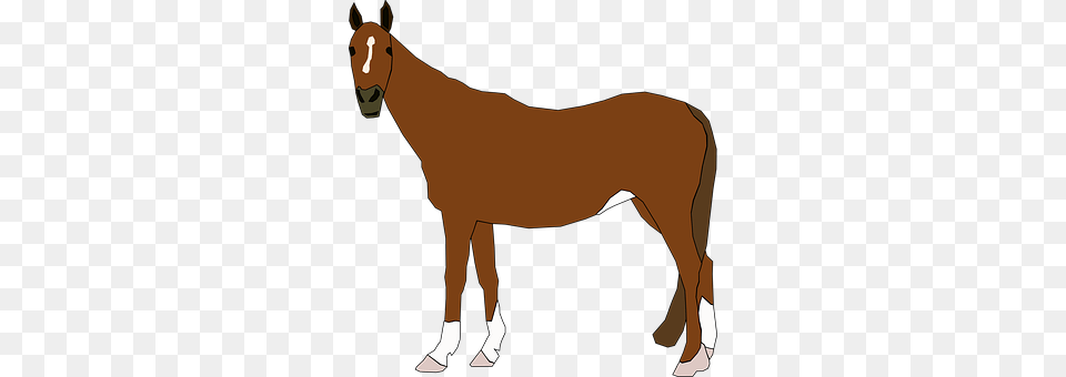 Horse Adult, Female, Person, Woman Free Png