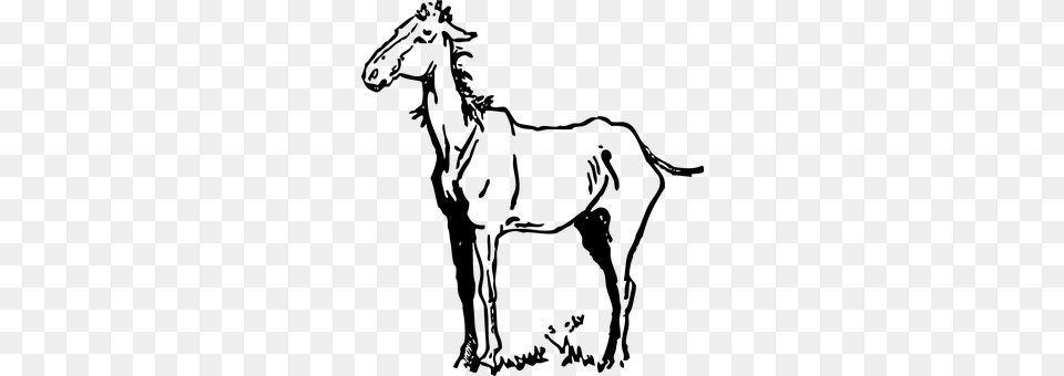 Horse Gray Free Png Download