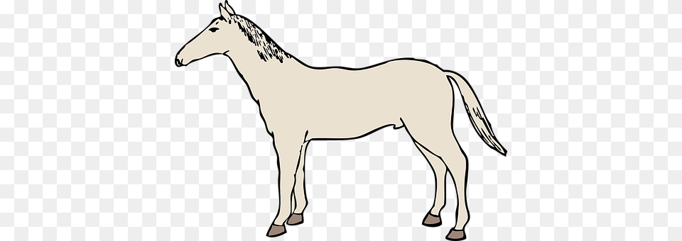 Horse Animal, Mammal, Adult, Female Free Png