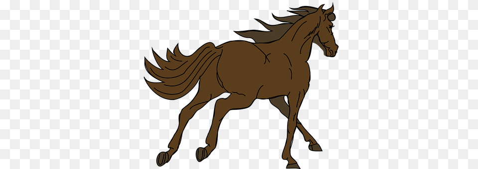 Horse Animal, Colt Horse, Mammal, Person Free Transparent Png