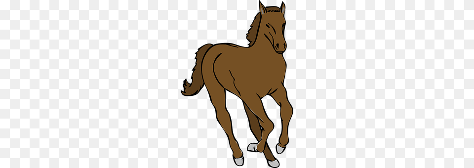 Horse Animal, Colt Horse, Mammal, Person Free Png Download