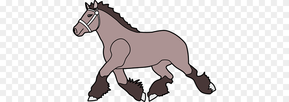 Horse Animal, Colt Horse, Mammal, Baby Png