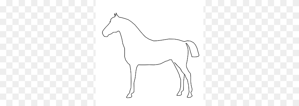 Horse Animal, Mammal, Colt Horse, Art Free Transparent Png